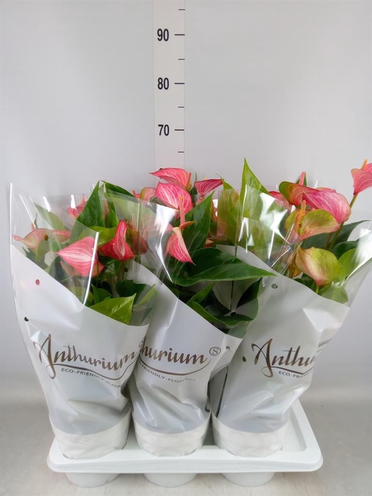 <h4>Anthurium andr. 'Livium Red'</h4>