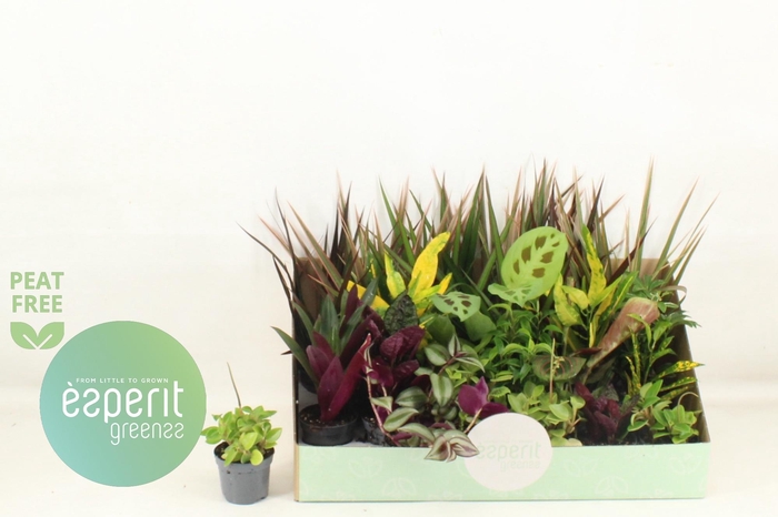 <h4>KAMERPL GEM OV</h4>