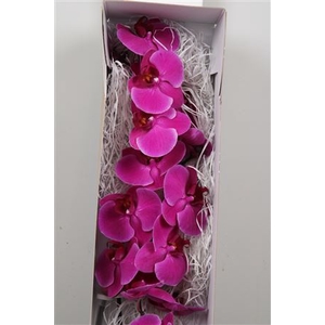 Phal An Stellenbosch