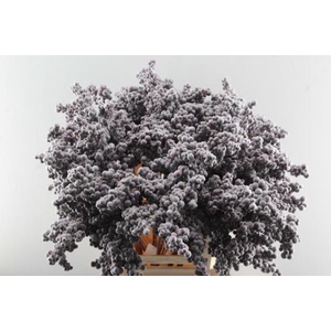 Peper Bes Op Stok Icy Paars