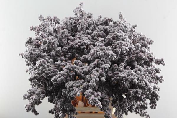 <h4>Peper Bes Op Stok Icy Paars</h4>