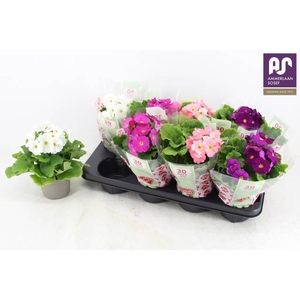 PRIMULA OBCONICA MIX