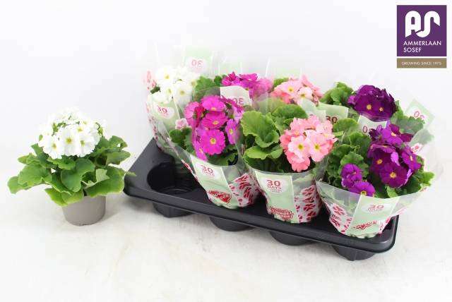 PRIMULA OBCONICA MIX