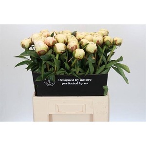Paeonia bowl of cream