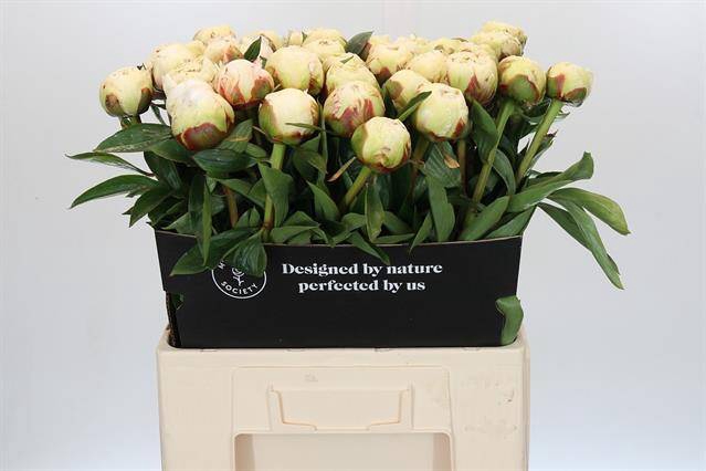 <h4>Paeonia bowl of cream</h4>