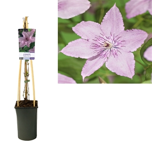 Clematis 'Hagley Hybrid' +light label