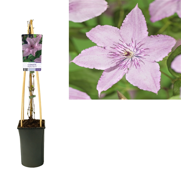 <h4>Clematis 'Hagley Hybrid' +light label</h4>