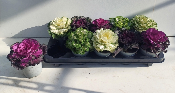 <h4>BRASSICA (SIERKOOL)</h4>