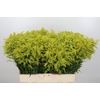 Solidago Tara Gold Buiten