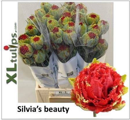 <h4>Tu Fr Silvia's Beauty</h4>