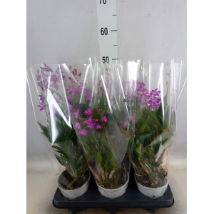 Dendrobium  'Berry Oda'