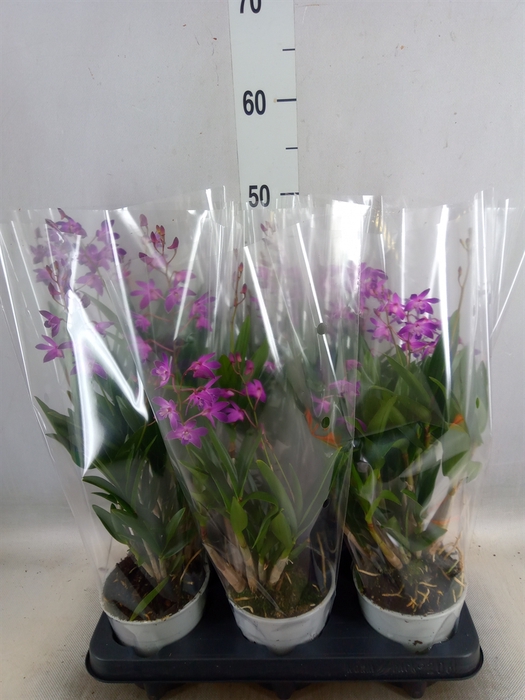 <h4>Dendrobium  'Berry Oda'</h4>