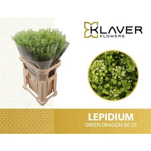 Lep Vi Green Dragon