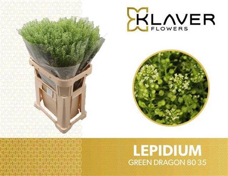 <h4>Lep Vi Green Dragon</h4>