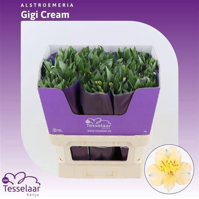 <h4>ALSTR GIGI CREAM</h4>