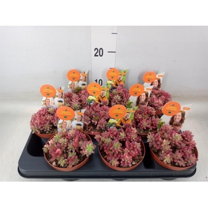 Sedum rubrotinctum 'Aurora'