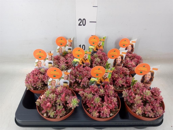 <h4>Sedum rubrotinctum 'Aurora'</h4>