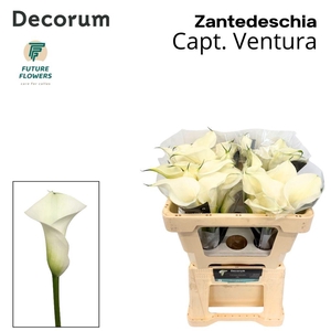 Zantedeschia captain ventura