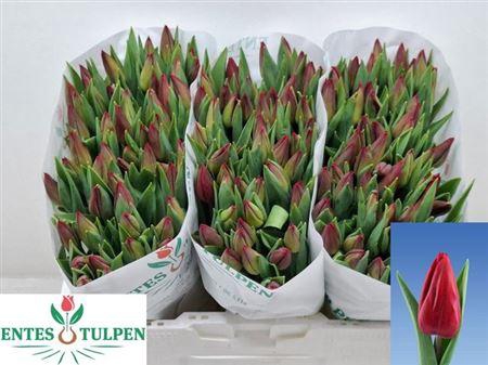 <h4>Tu En Strong Love</h4>