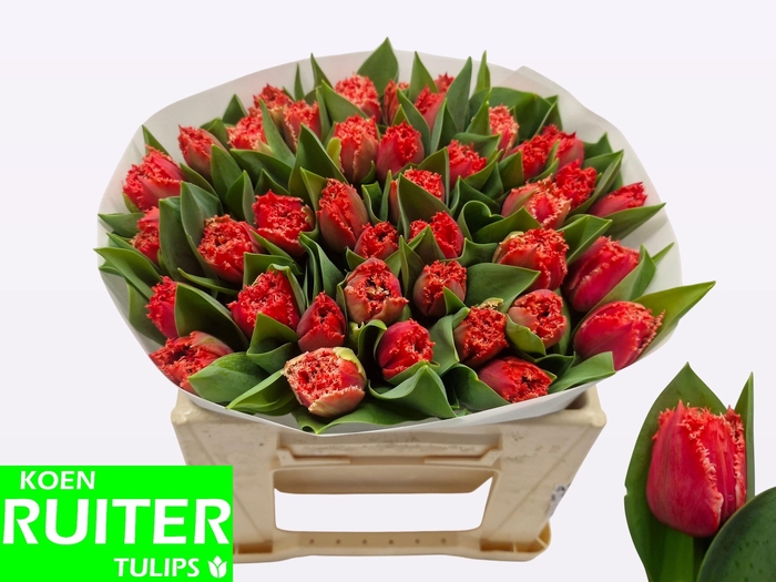 <h4>TU FR BENDIGO</h4>