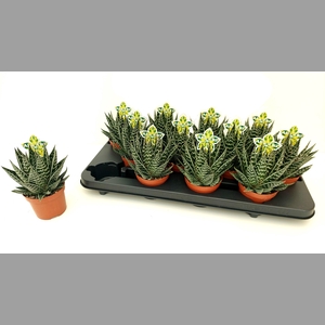 ALOE TIKI TAHI