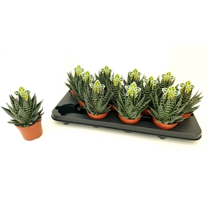 ALOE TIKI TAHI