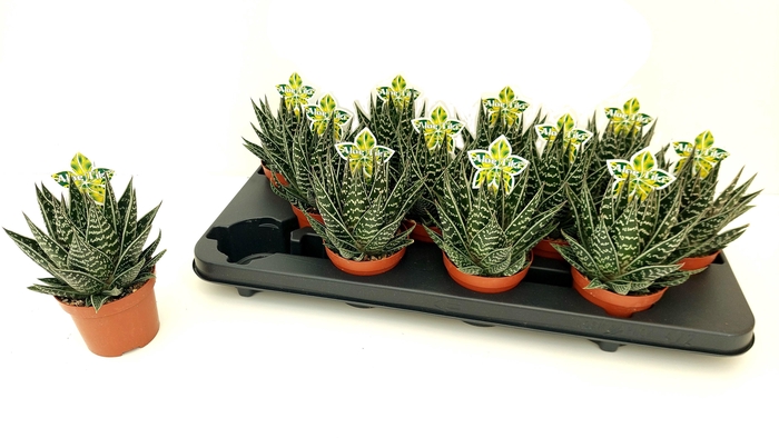 <h4>ALOE TIKI TAHI</h4>
