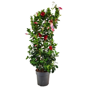 Dipladenia Sundaville RED op rek p21 (PT)