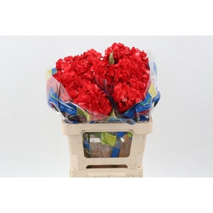 Hydr Red Passion Tinted Sel