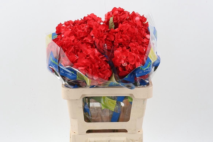 <h4>Hydr Red Passion Tinted Sel</h4>