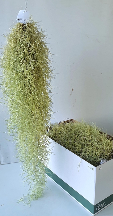 <h4>TILL USNEOIDES</h4>