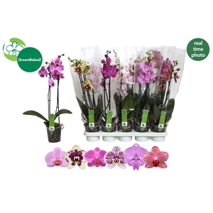 PHAL GEM 6 KL