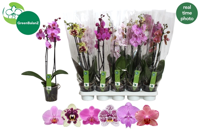 <h4>PHAL GEM 6 KL</h4>