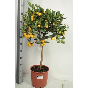 Citrus micro. 26Ø 110cm