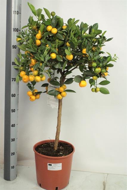 Citrus micro. 26Ø 110cm