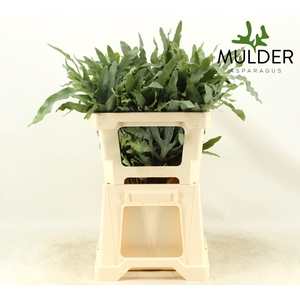 CYRTOMIUM FORT 55CM per 50