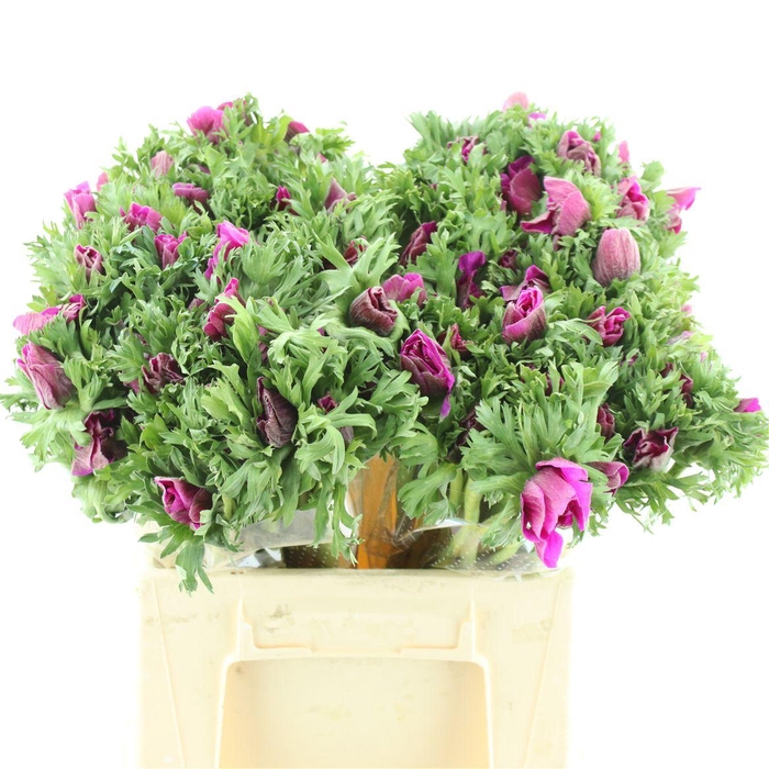 <h4>Anem Co Mar Cerise</h4>