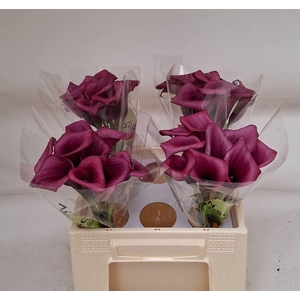 CALLA DURBAN ZANT DURBAN