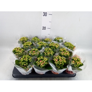 Kalanchoe blos. 'RosDon Alano'