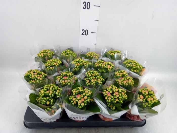 <h4>Kalanchoe blos. 'RosDon Alano'</h4>