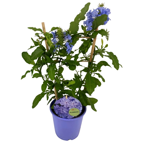 <h4>Plumbago BLAUW P15 REK</h4>