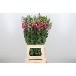 Antir Avignon C Rose