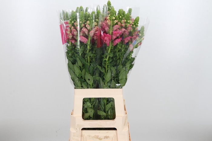 <h4>Antir Avignon C Rose</h4>