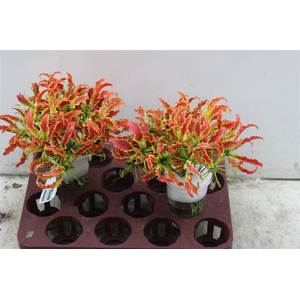 Gloriosa Sp Orange