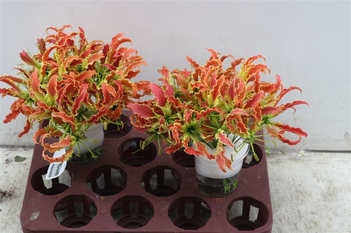 Gloriosa Sp Orange