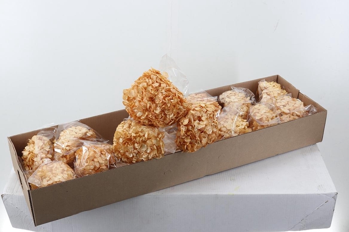 <h4>Hydr Preserved Galilea Premium</h4>