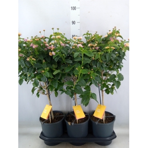 Lantana  'Lucky Honey Blush'