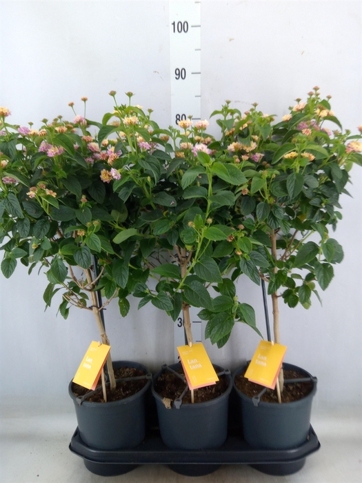 <h4>Lantana  'Lucky Honey Blush'</h4>