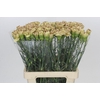 Dianthus St Viper
