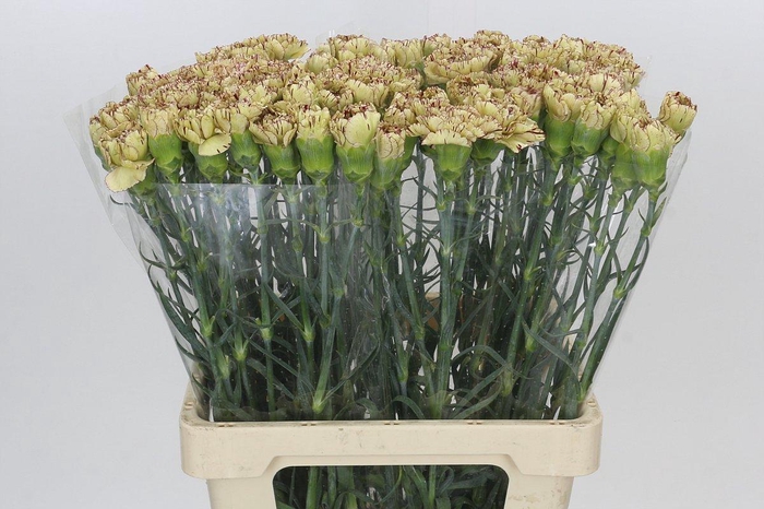 <h4>Dianthus St Viper</h4>